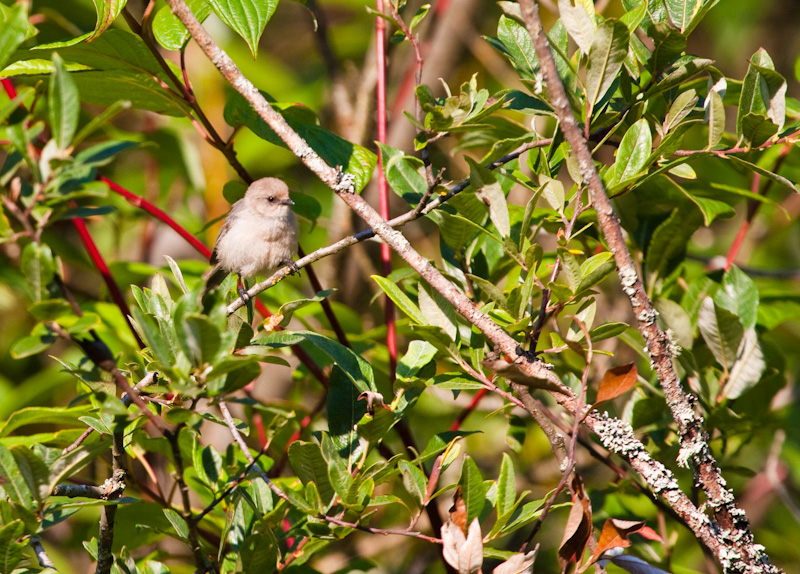 Bushtit In Tree